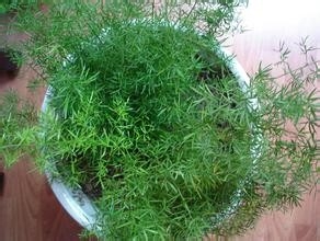 居室内种什么花更健康