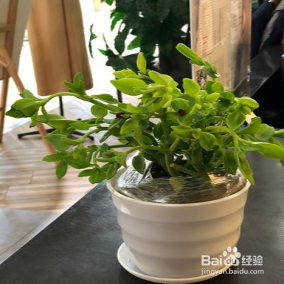 教你养心叶日中花