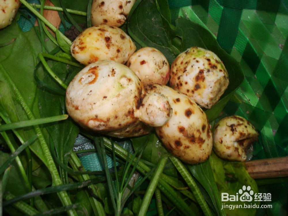 养生汤－女人最爱的素汤