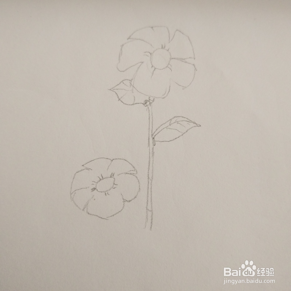 简笔画36:花朵画法
