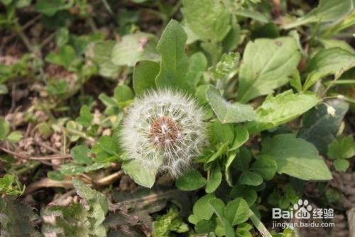 蒲公英的食用方法