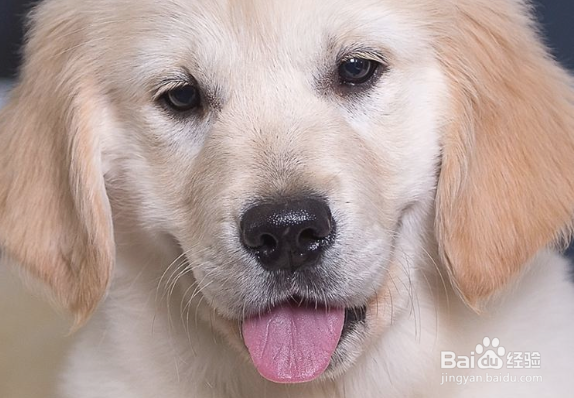 怎么引导狗狗定点大小便