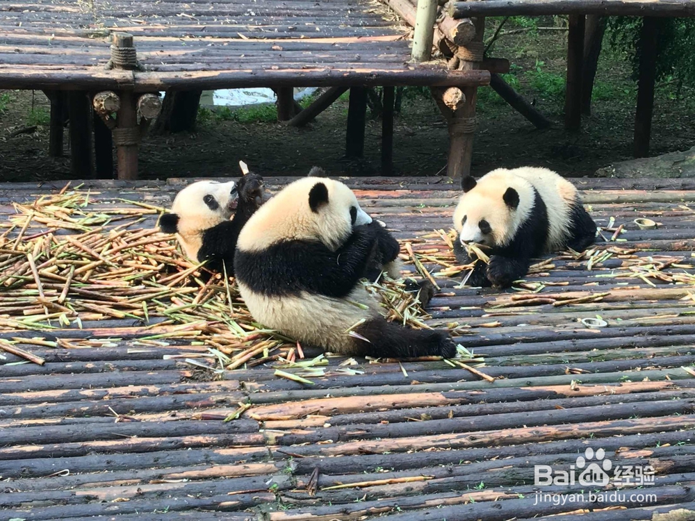 成都旅游应该注意哪些？