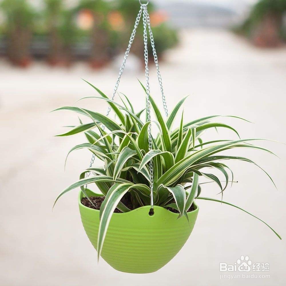 不宜放的家里面的植物