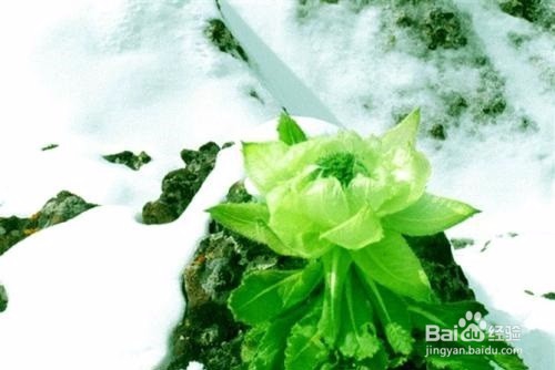 雪莲花的作用有哪些