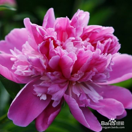 牡丹花在北方院子怎么过冬