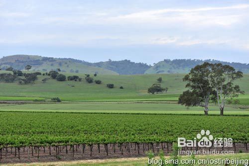 南澳葡萄香气飘散——品味澳洲美食