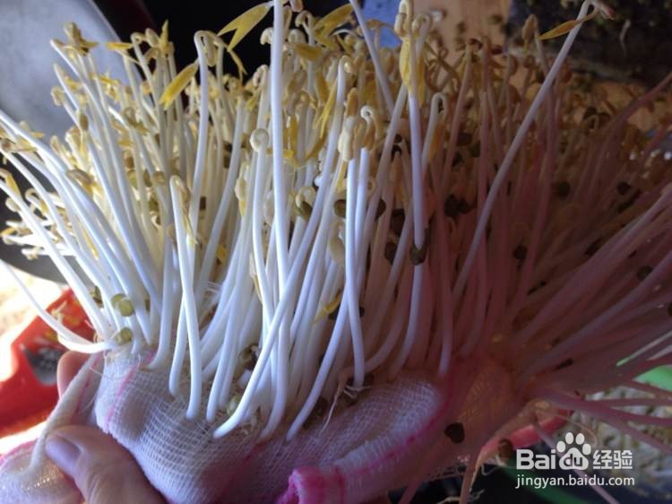 如何发纯正的绿豆豆芽更健康