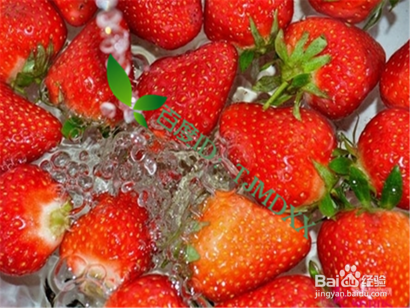 怎么挑选安全的草莓及正确清洗方法