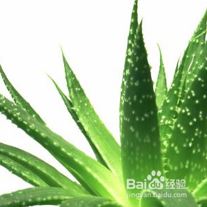 夏日美白肌肤的水果攻略