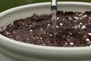 郁金香种植方法图解