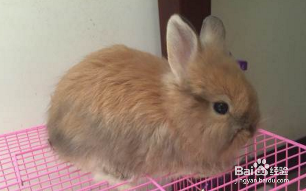 猫猫兔宝宝怎么养