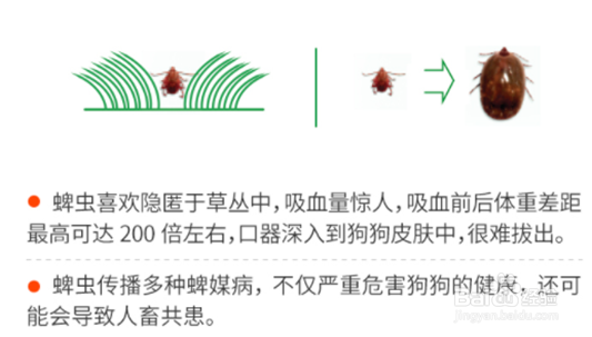 狗妈测评：大宠爱和福莱恩体外驱虫哪个好