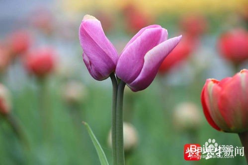 送郁金香的禁忌