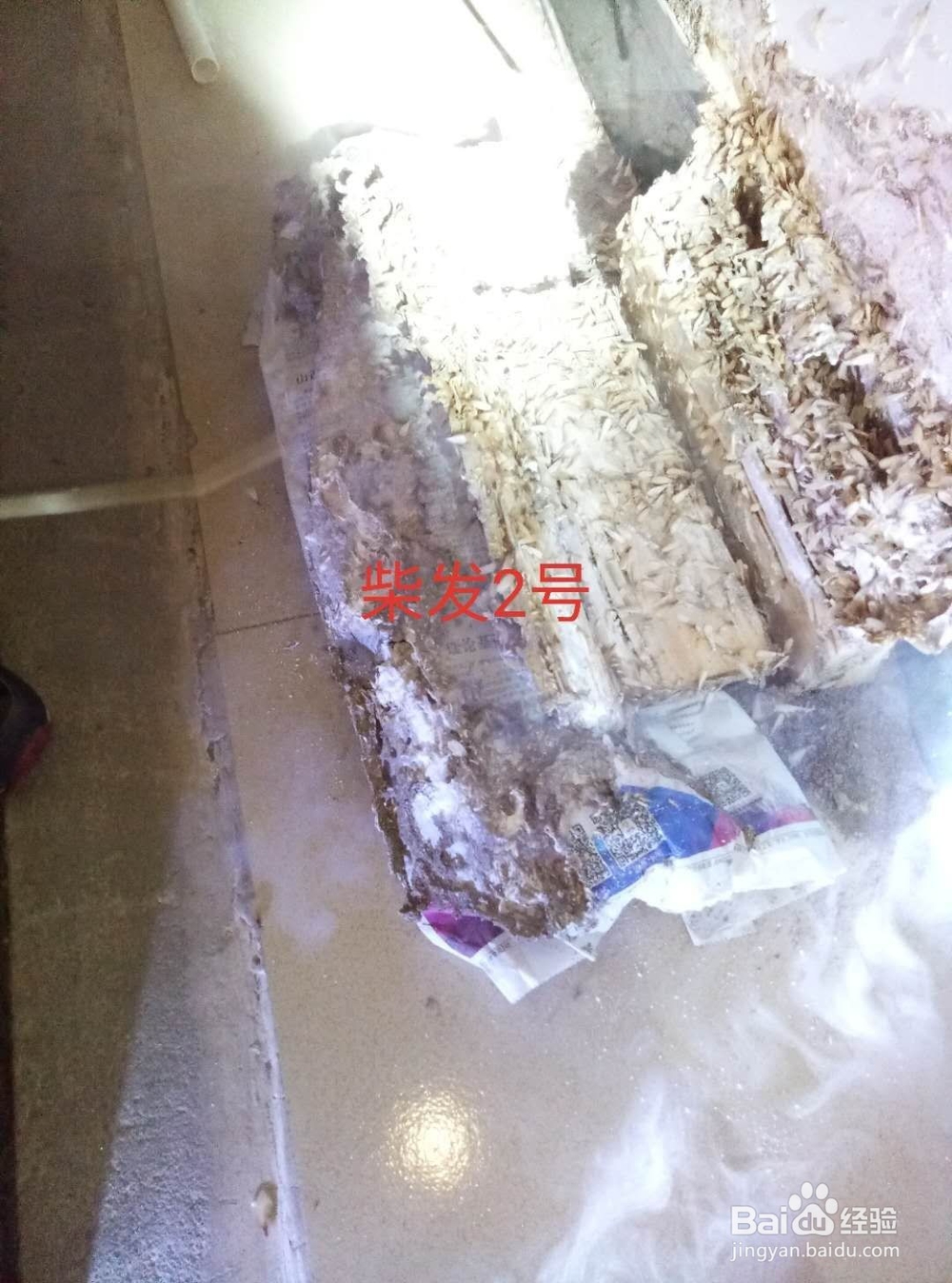 家里发现白蚁怎么办?灭白蚁最有效的方法!