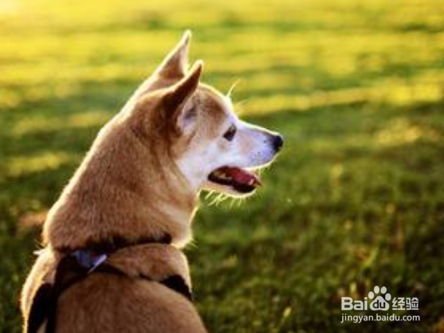 给你狗狗洗澡的美容师合格吗?