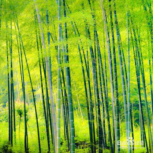 竹子叶黄如何修补?