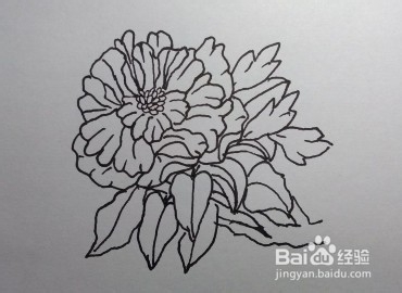 线描画：怎么画石榴花如何画石榴花（步骤）