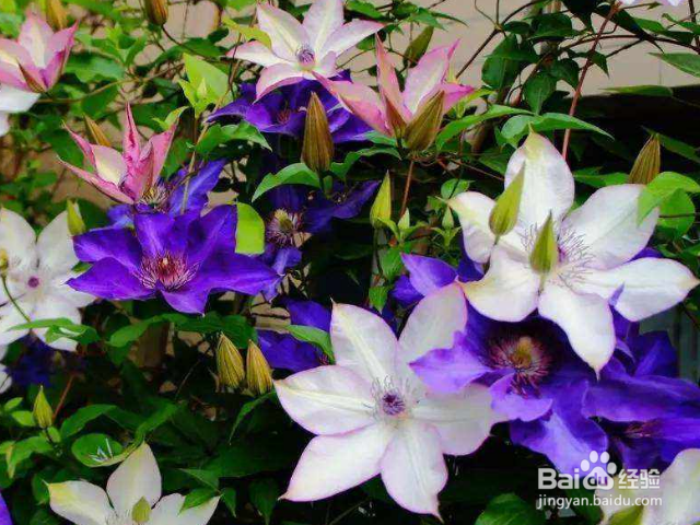 铁线莲用什么办法可以养殖好？