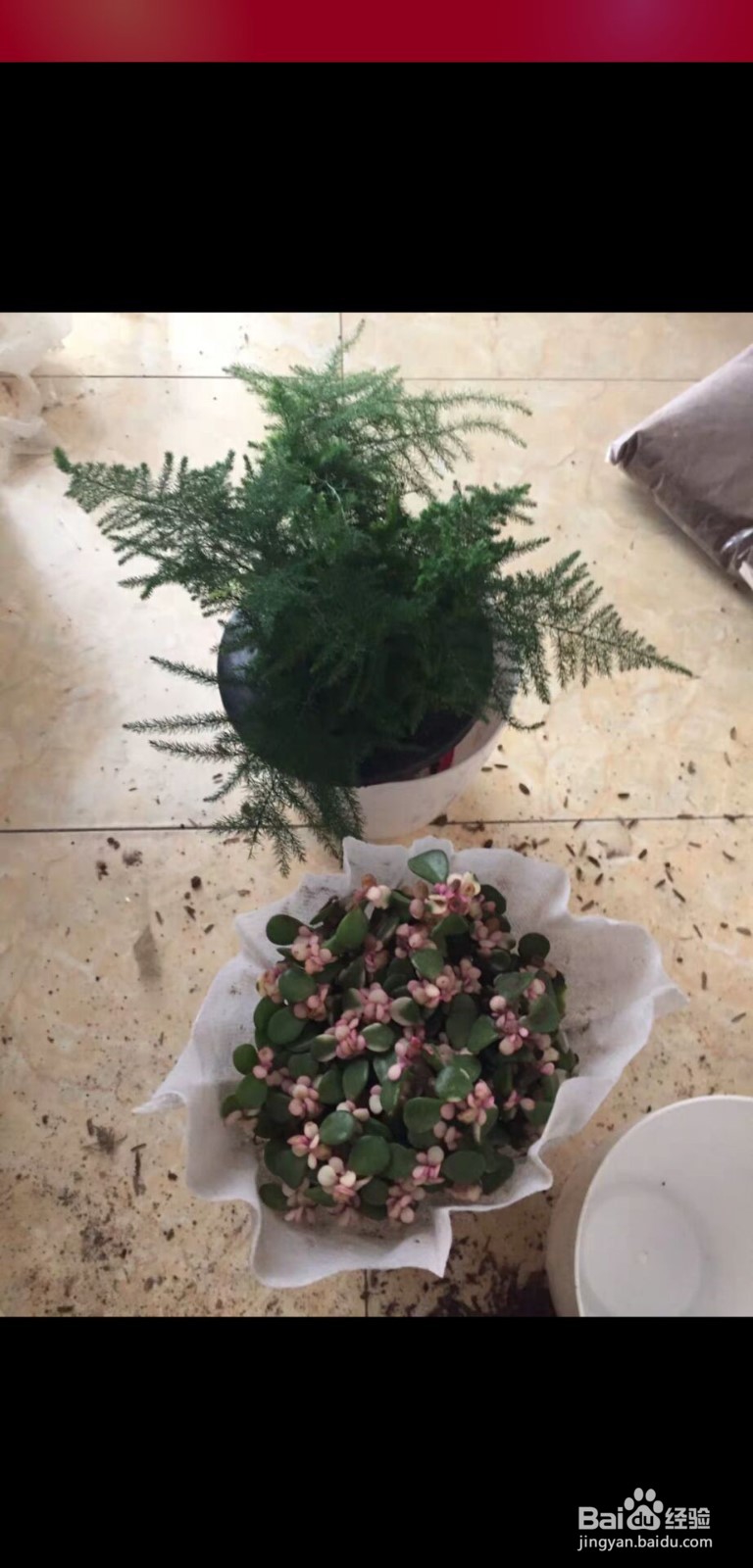 吊兰的养殖方法和注意事项