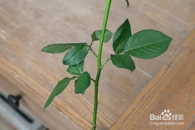 如何挑选玫瑰花？