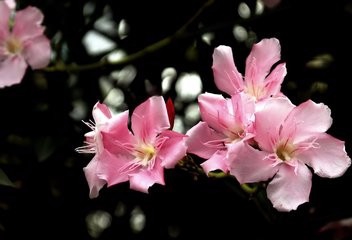 哪些花有毒性