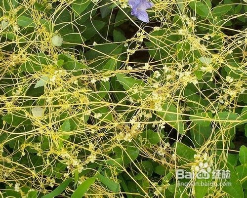 如何丰胸最有效最好