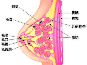 怎样防治乳腺增生？
