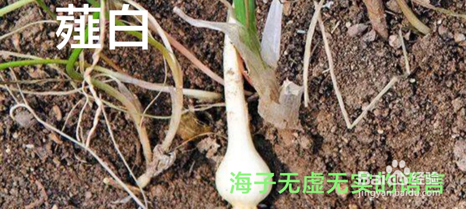 栝楼薤白白酒汤