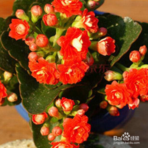 长寿花的花蕾凋谢怎么办？