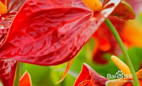 火鹤花和红掌区别是什么