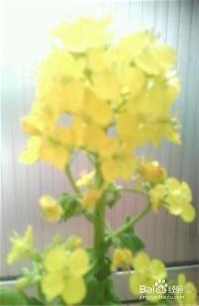 白菜花开黄艳艳 百度经验 白菜花开黄艳艳 百度经验