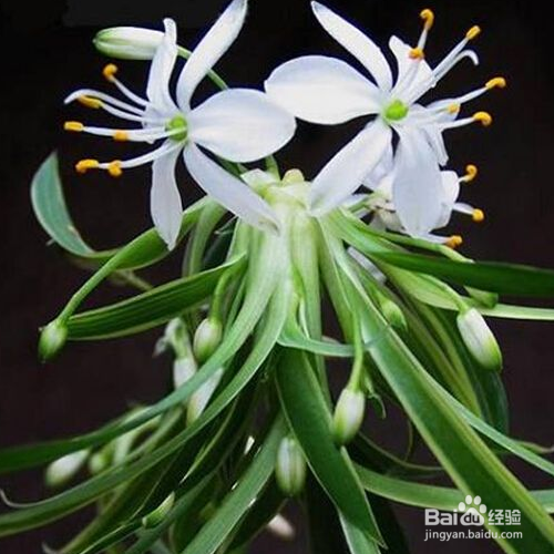 吊兰叶子发软怎么补救？