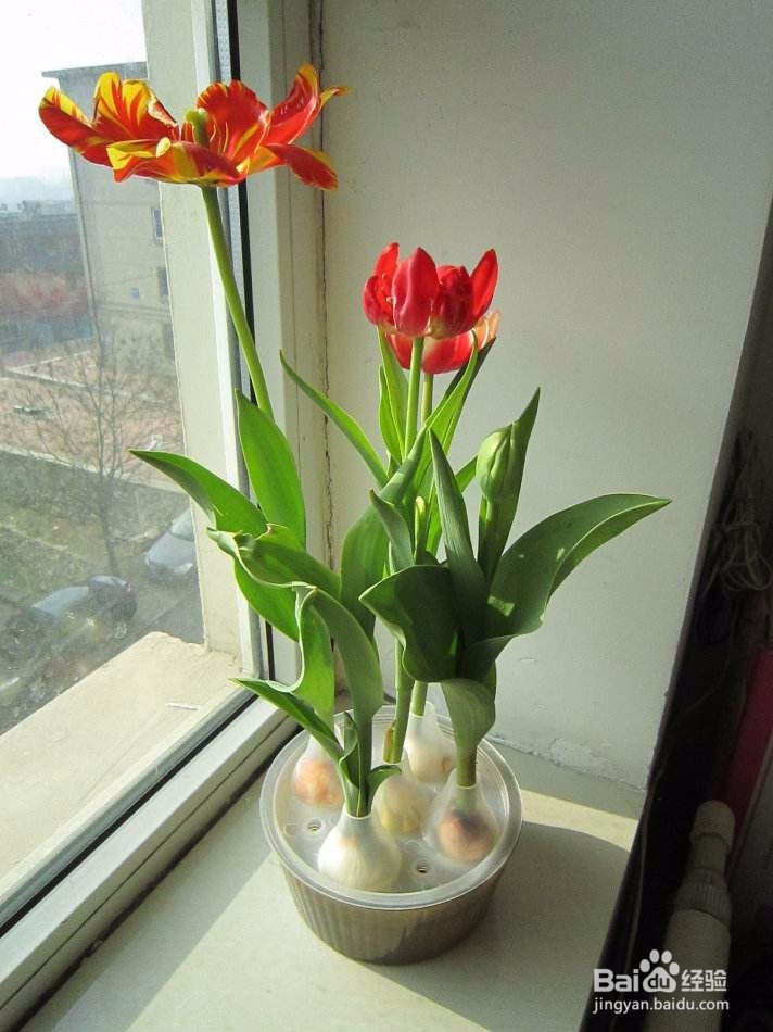 郁金香的种植方法