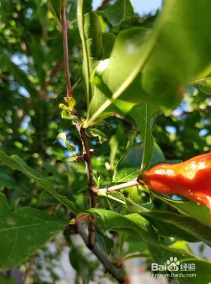 如何消灭石榴树上的介壳虫跟蚜虫