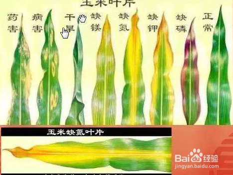 玉米叶子有黄斑怎么办
