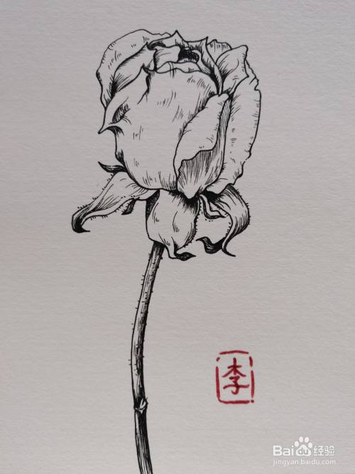 怎样画线描装饰画 玫瑰花 百度经验