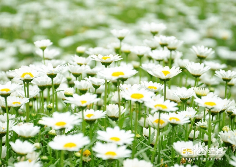 养生保健 什么样的鲜花有食疗功效