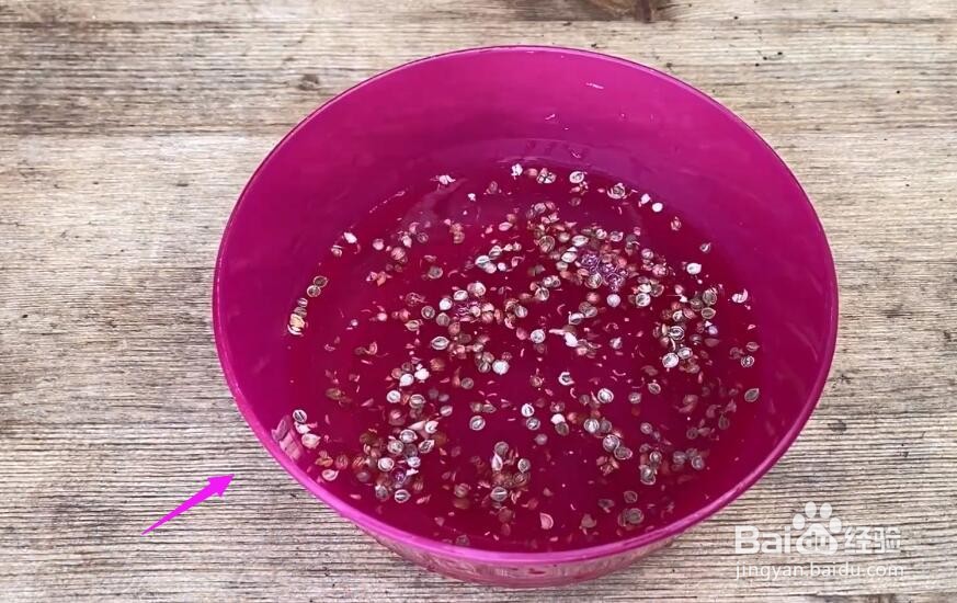 种香菜种子怎么处理#校园分享#