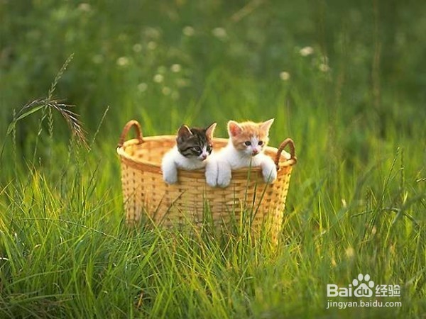 冬天养猫要注意什么问题怎么给猫咪保暖
