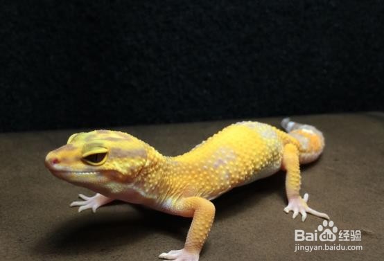 养守宫需要准备什么#校园分享#