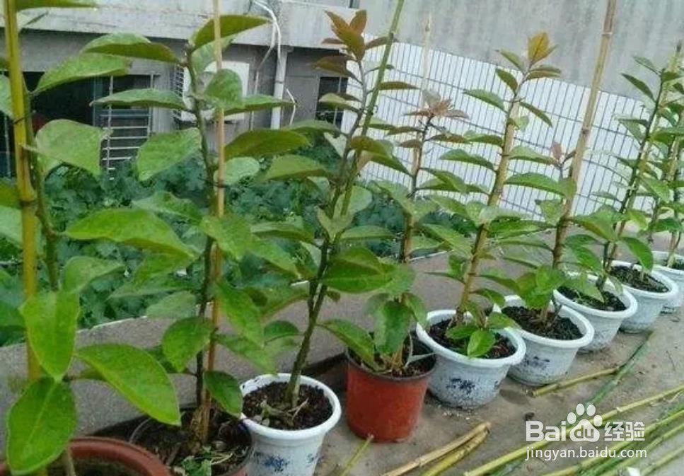 叶仙太细怎么长粗壮