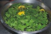 怎样自制凉拌蒲公英