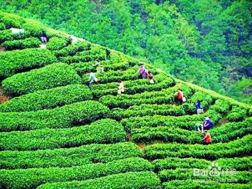 自家茶叶怎么销售
