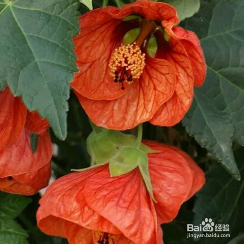 苘麻悬铃花怎么养