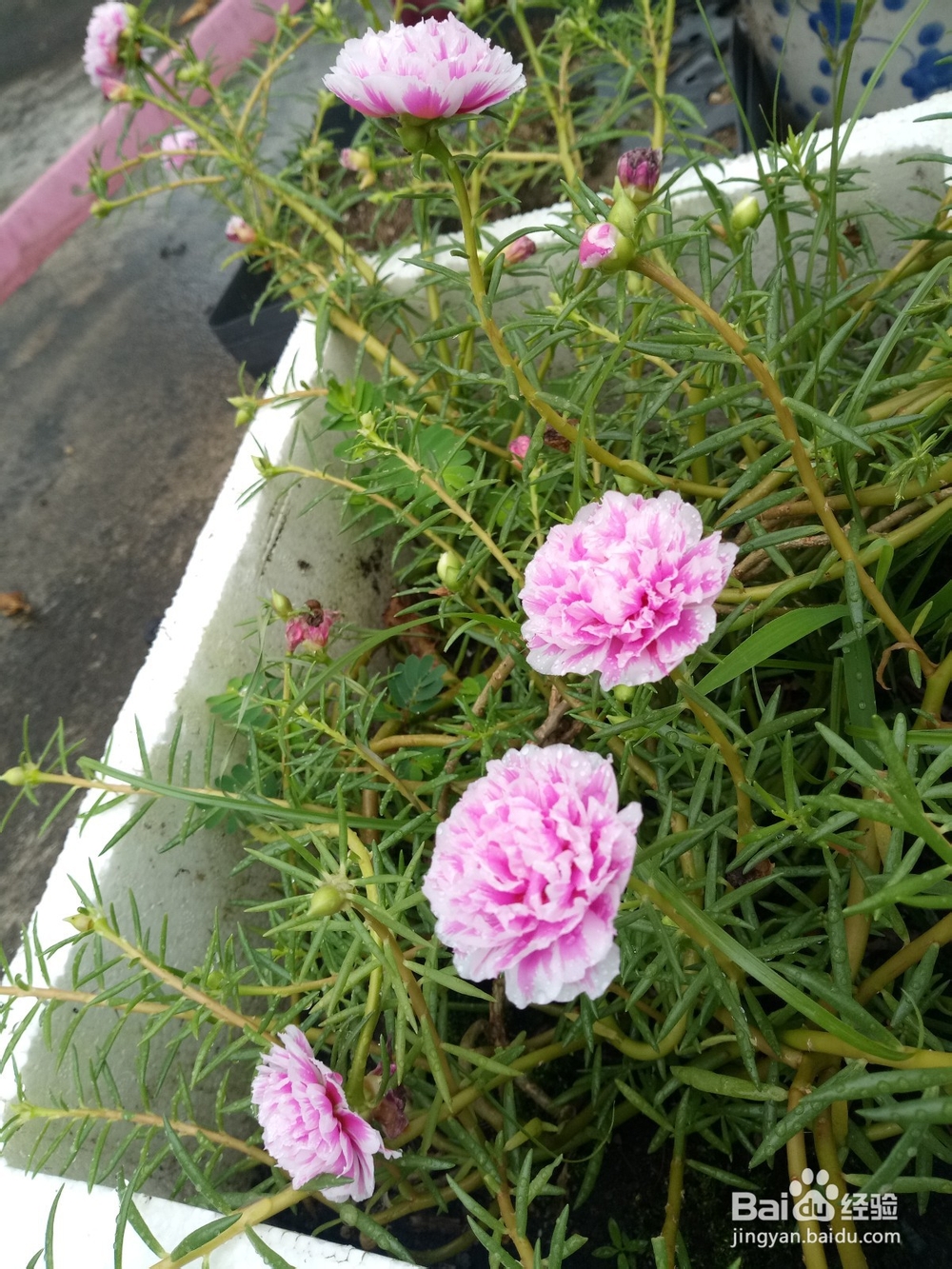 把太阳花种到爆盆
