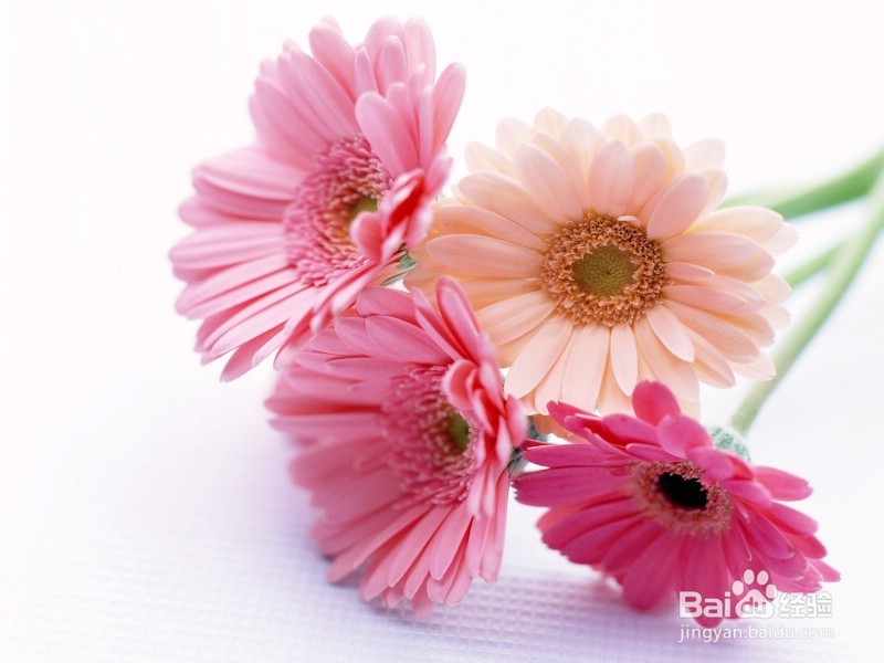 鲜花怎么保存的久一点