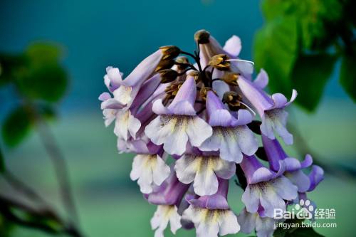 常见的开紫色的花植物都有哪些 百度经验