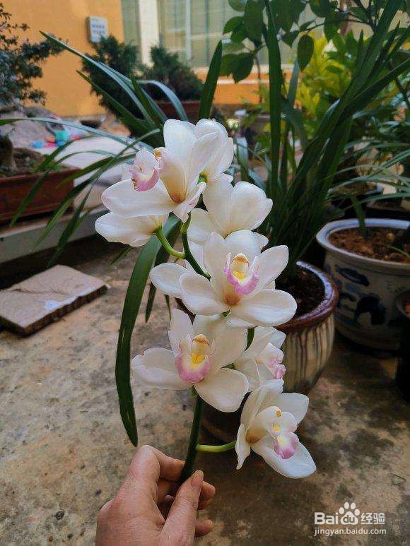 十几年养大花蕙兰经验分享