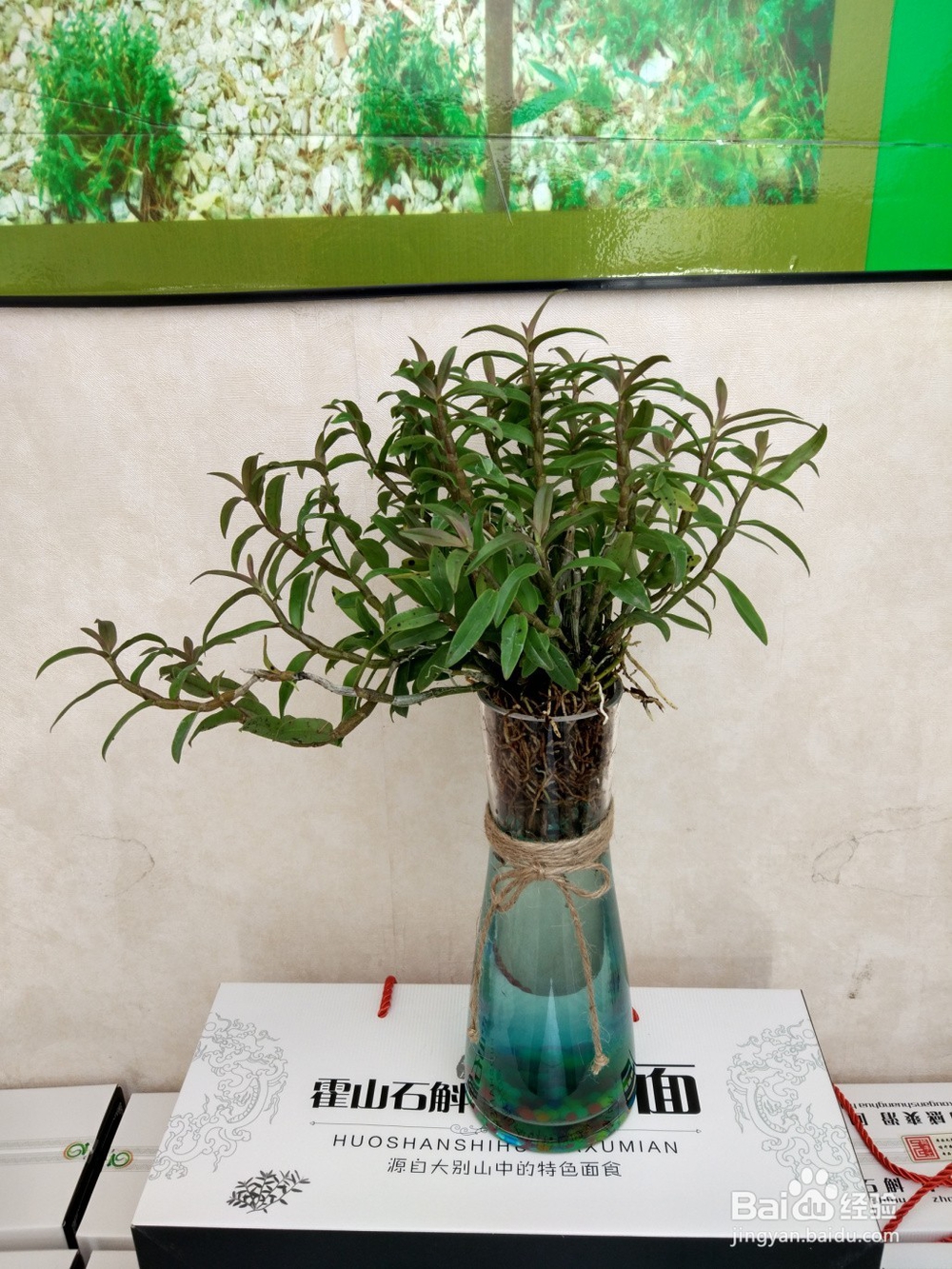 霍山石斛和米斛的水培栽养植方法介绍